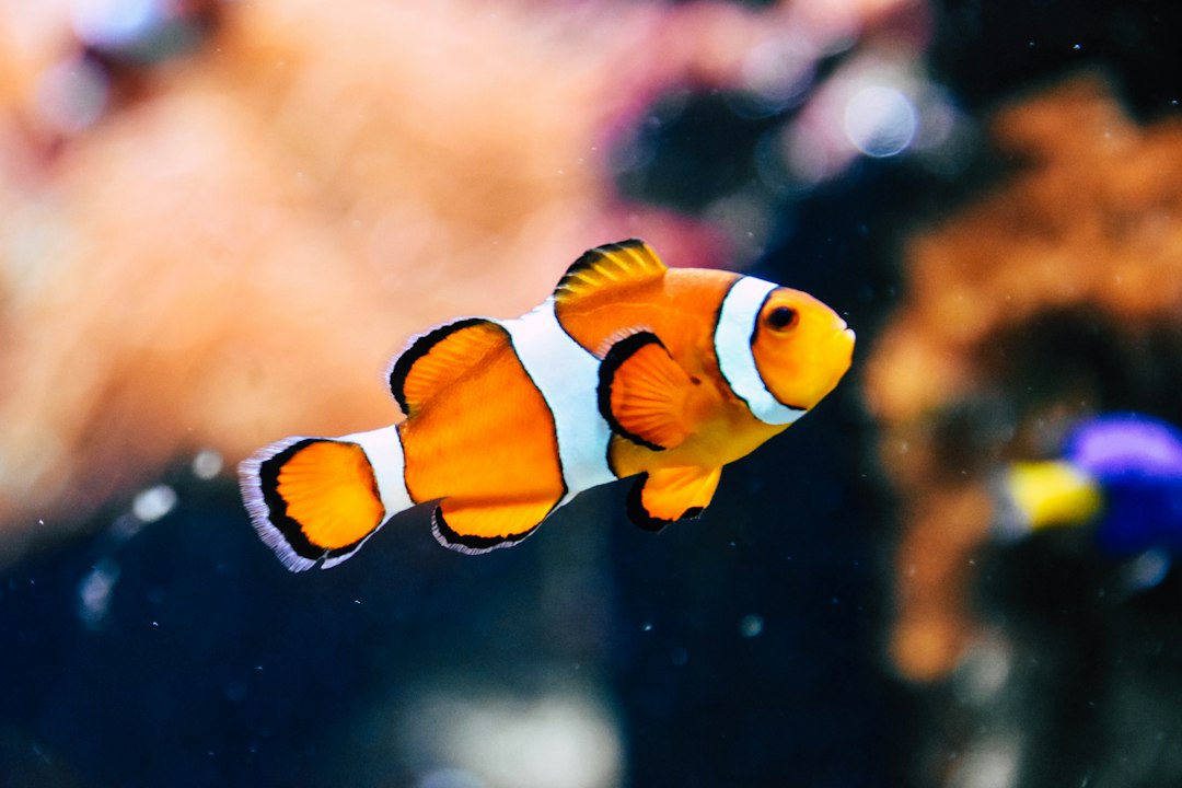 fish